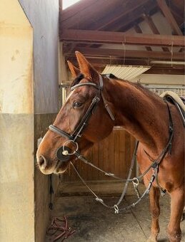 5 letá kobyla na prodej