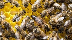 Včelí oddělky vyzimované
