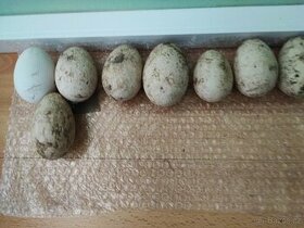 Násadová vejce Cholmogor husí