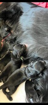 Flat coated retriever
