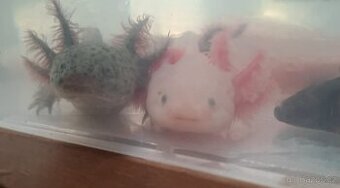 Axolotl mexický