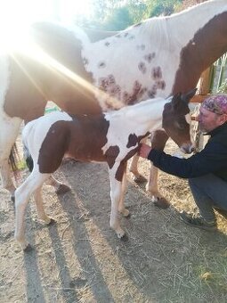 Připouštění homozygot. hřebci APH a Appaloosa