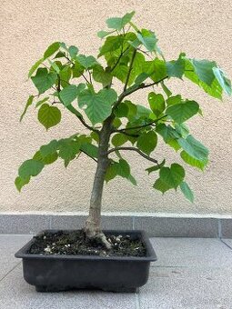 Bonsai, Bonsaj, jamadori, lípa srdčitá