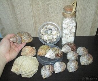 Ulity mlžů a obřích plžů - 1