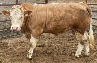 Světlý plášťový homozygot na jalovice