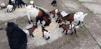 Prodám kůzlata kozy holandské zakrslé