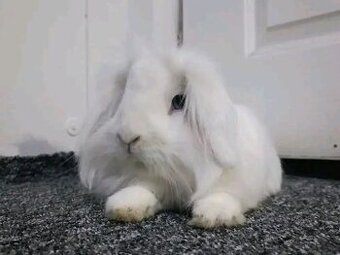 Králík do dobrých rukou