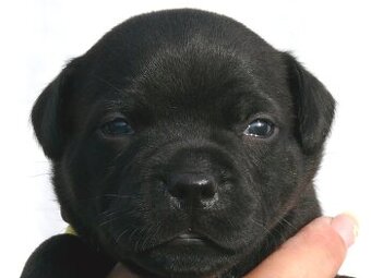 Stafordšírský bulteriér (Staffordshire Bull Terrier)