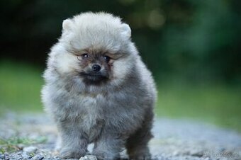 Pomeranian s PP