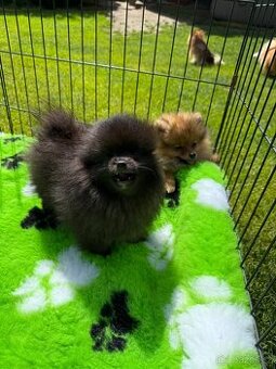 Pomeranian s PP