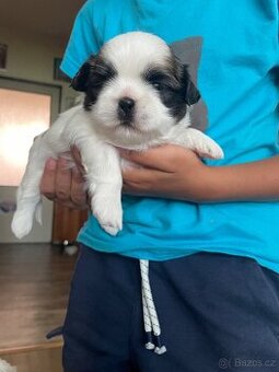 Shih-tzu