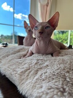 Kanadský sphynx s PP