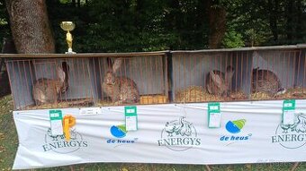 Belgický obr - samci