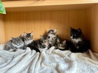 Mainská mývalí koťata - MCO