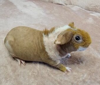 Skinny morče samci s PP