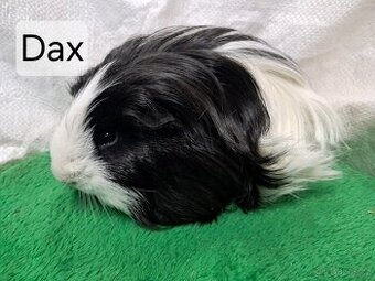 Morče merino, Texel a Sheltie (s PP)