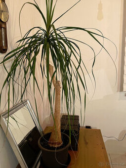 Pokojová rostlina - nolina