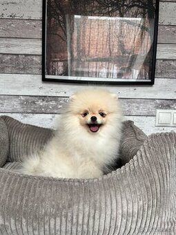 Pomeranian s PP, chovatelská stanica Nucháčik poms