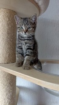 Britský kocourek whiskas s PP