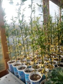 Citronečník trojlistý - sazenice