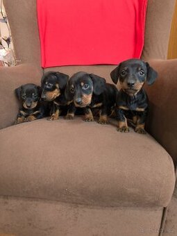 Jezevcik krátkosrtsty