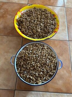 Prodám vyloupané vlašské ořechy