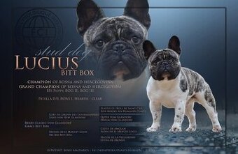 Krycí pes Francouzský buldoček