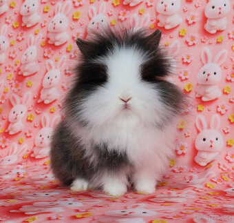 Zakrslý krátkouchý králíček lvíček LOT , maličký kluk s VP .