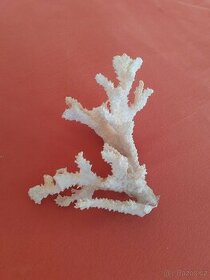 Prodám korál - mořský - bílý   19 x 18 cm.