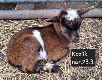 Kozlík