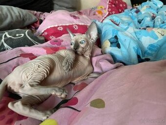 Kanadský sphynx - 1