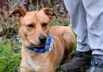 CHULIO K ADOPCI - 1 ROK, UMAZLENÝ, HODNÝ, VHODNÝ K DĚTEM - 1