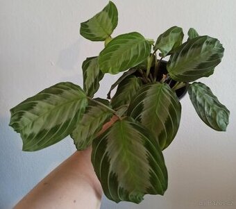 Maranta silver band