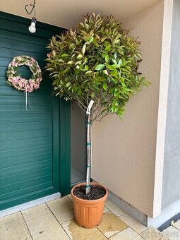 Strom Blýskavka Fraiserova Photinia X Fraseri Red Robin - 1