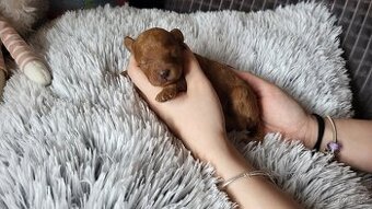 Pudl toy trpaslici posledná fenocka ❤️