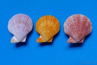 Chlamys senatorius