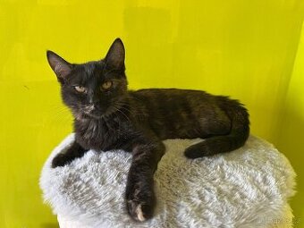 Ragdoll koťátka křížená