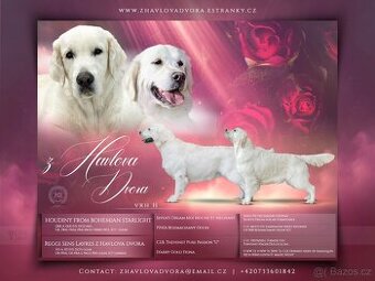 Zlatý retriever, retrívr s PP - štěňata