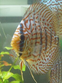 Profesionální léčivo Prazi-Q-Hexamita 50ml terčovci skaláry