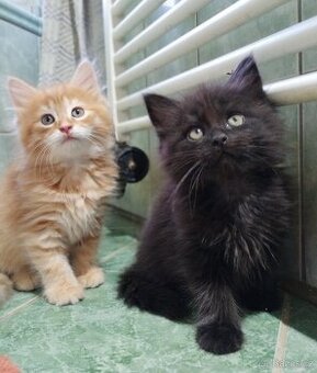 Sibiřská koťata - 1