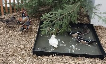 Prodám Kachničky mandarínské a Kachničky karolinské