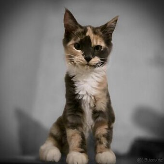 Mainská mývalí kočka