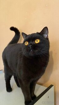 Britska Kocicka s PP