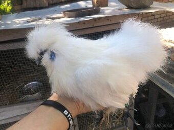 Kuřata hedvábničky zdrobnělé vousaté