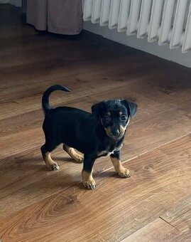 Štěně pražský krysařík