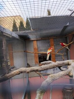 Rozela pestrá rubino