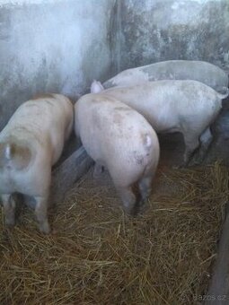 Vykrmene prase,domácí chov.