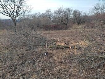 Meruňka dřevo za pokácení