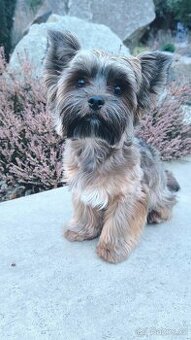 Nabízíme yorkšíra ke krytí