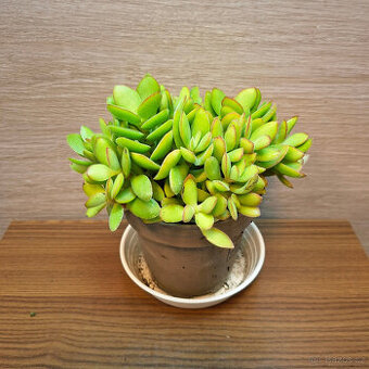 Crassula Swaziensis Money Maker